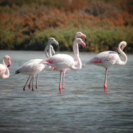 Alojamiento Rural Coto De La Isleta El Puerto de Santa María Buitenkant foto